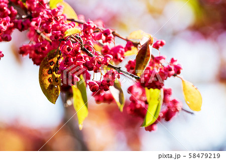 赤く色づいたマユミの実 58479219