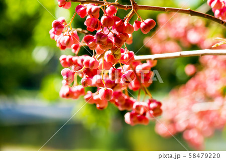 赤く色づいたマユミの実 58479220
