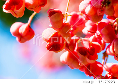 赤く色づいた色づいたマユミの実 赤く色づいた色づいたマユミの実 58479223