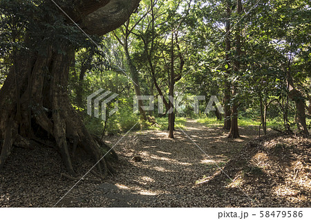 森林風景 森林風景 58479586