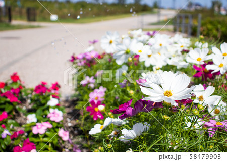 コスモスが咲いているお花畑 58479903