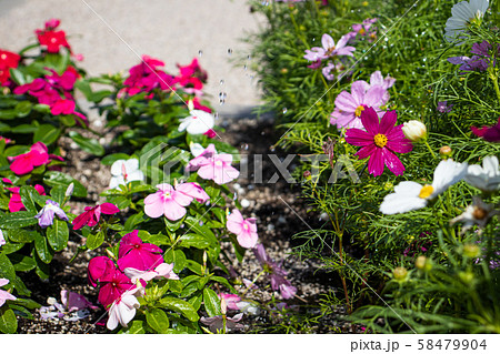 コスモスが咲いているお花畑 58479904