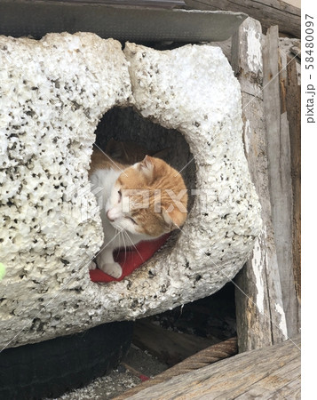 のぞく猫 58480097