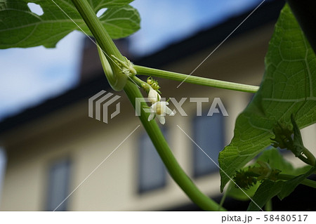隼人瓜の花 58480517