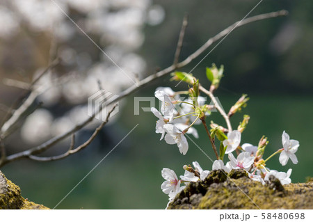 桜の芽吹き 58480698