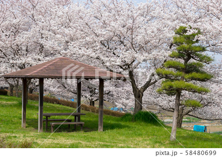 花見の休憩所 58480699