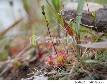 群馬県　赤城山　小沼のほとりには小さなかわいいモウセンゴケが見られます 58480777
