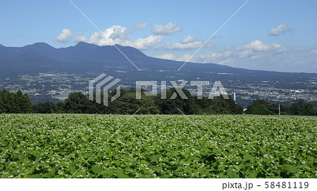 行幸田の蕎麦畑 58481119