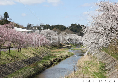さくらと川 さくらと川 58481213