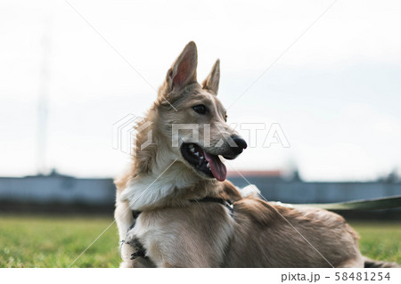 dog, Husky looks into the distance 58481254