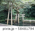 鹿島神宮の御手洗池 58481794