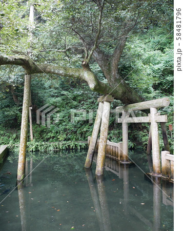 鹿島神宮の御手洗池 鹿島神宮の御手洗池 58481796