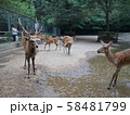 鹿島神宮の鹿 58481799