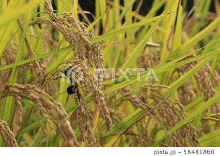病気の稲、稲こうじ病 病気の稲、稲こうじ病 58481860
