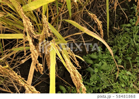 病気の稲、稲こうじ病 病気の稲、稲こうじ病 58481868