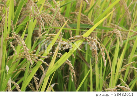 病気の稲、稲こうじ病 病気の稲、稲こうじ病 58482011