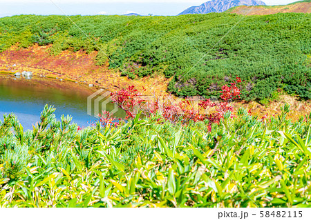 秋の室堂　ナナカマドの紅葉　【富山県】 58482115