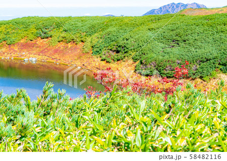 秋の室堂　ナナカマドの紅葉　【富山県】 58482116