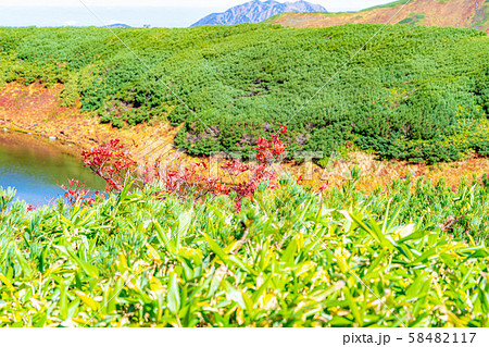 秋の室堂　ナナカマドの紅葉　【富山県】 58482117