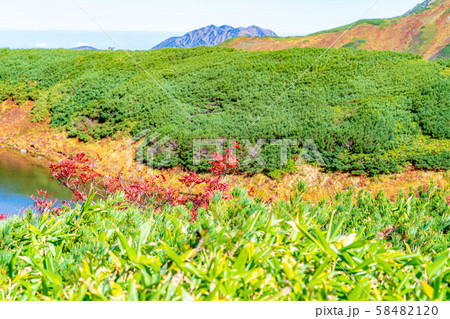 秋の室堂 ナナカマドの紅葉 【富山県】 秋の室堂 ナナカマドの紅葉 【富山県】 58482120