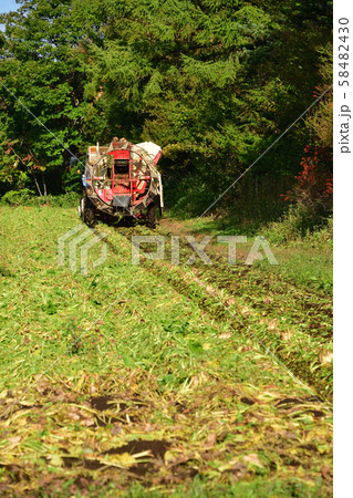 北海道乙部町でビートの収穫作業の風景を撮影 北海道乙部町でビートの収穫作業の風景を撮影 58482430