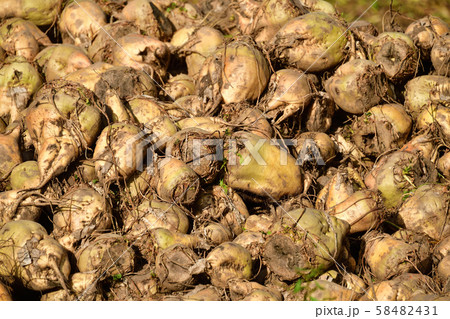北海道乙部町でビートの収穫作業の風景を撮影 北海道乙部町でビートの収穫作業の風景を撮影 58482431