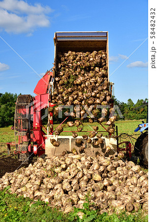 北海道乙部町でビートの収穫作業の風景を撮影 北海道乙部町でビートの収穫作業の風景を撮影 58482432