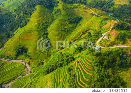 Aerial top view of paddy rice terraces, green Aerial top view of paddy rice terraces, green 58482555