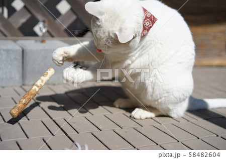 猫マジシャン 猫マジシャン 58482604