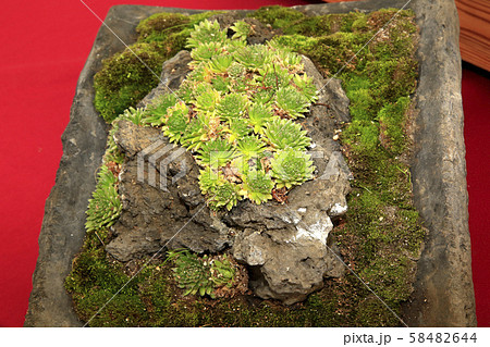 ブンジェ 植木鉢 鉢 58482644