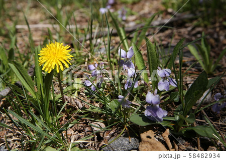道端の花 58482934