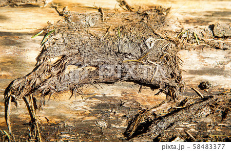 Old rough surface of fallen forest .Texture. 58483377