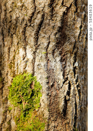 The bark of the forest tree is covered with green moss with a textured surface .Texture.Background. 58483619