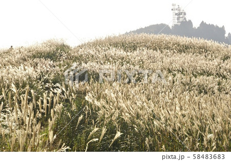 生石高原 すすき 和歌山県有田川町 紀美野町の写真素材 5846