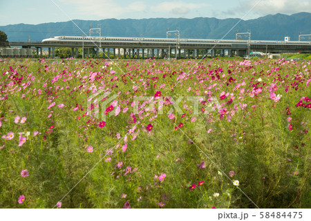 コスモス畑と東海道新幹線 コスモス畑と東海道新幹線 58484475