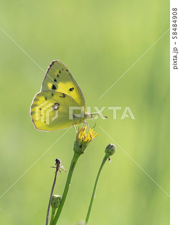 モンキチョウ 58484908