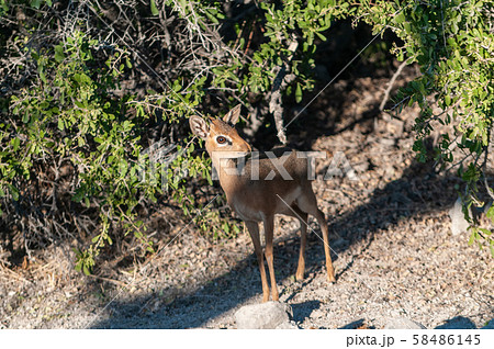 Closeup of a Dik Dik 58486145