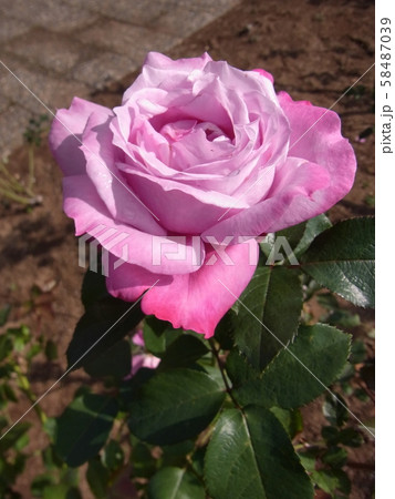 バラ ブルー・パフューム Blue Perfume バラ ブルー・パフューム Blue Perfume 58487039