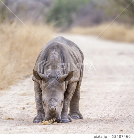 Southern white rhinoceros in Kruger National park, Southern white rhinoceros in Kruger National park, 58487466