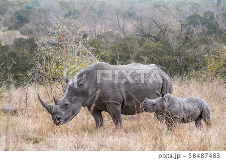 Southern white rhinoceros in Kruger National park, 58487483