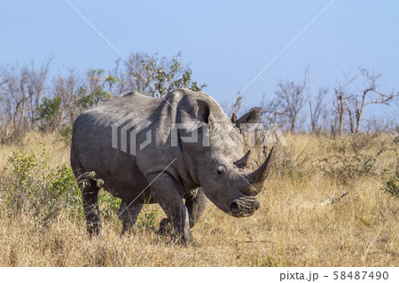 Southern white rhinoceros in Kruger National park, 58487490