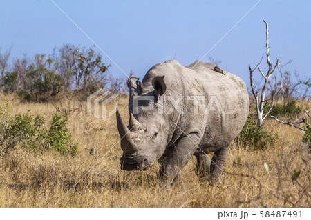 Southern white rhinoceros in Kruger National park, 58487491