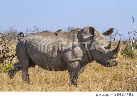 Southern white rhinoceros in Kruger National park, 58487492