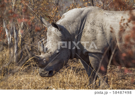Southern white rhinoceros in Kruger National park, Southern white rhinoceros in Kruger National park, 58487498