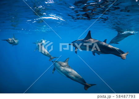 Dolphins swimming underwater in ocean. Mauritius 58487793