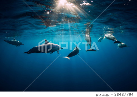 Dolphins swimming underwater in ocean. Mauritius Dolphins swimming underwater in ocean. Mauritius 58487794