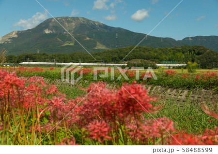 伊吹山付近を走る新幹線と彼岸花 伊吹山付近を走る新幹線と彼岸花 58488599