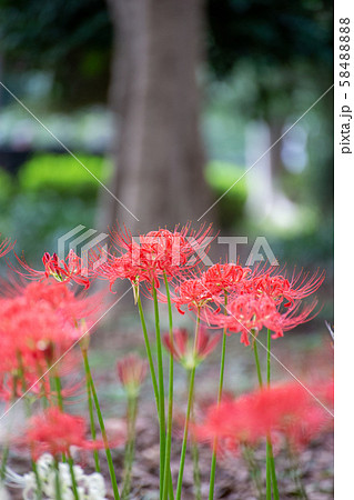 満開の彼岸花 紅白 満開の彼岸花 紅白 58488888
