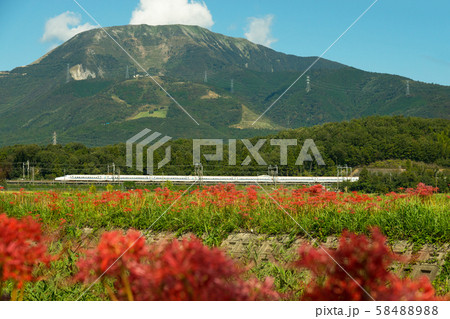 彼岸花と伊吹山付近を走る東海道新幹線 彼岸花と伊吹山付近を走る東海道新幹線 58488988