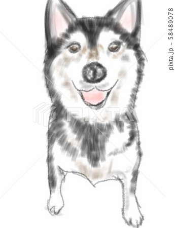 柴犬 黒のイラスト素材